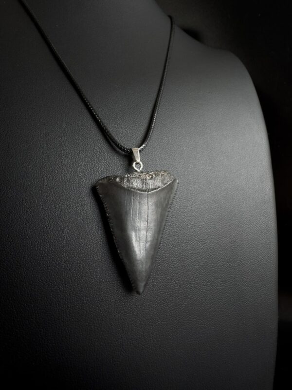 Great White Shark Tooth Necklace - 1.73inch / 4.4cm long - Image 5