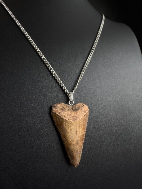Great White Shark Tooth Necklace - 1.65inch / 4.2cm long - Image 5