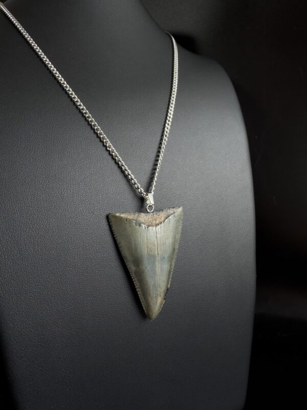 Great White Shark Tooth Necklace - 1.75inch/4.5cm long Gray tooth - Image 6