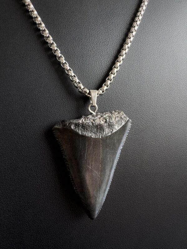 Great White Shark Tooth Necklace - 1.73inch / 4.4cm long - Image 6