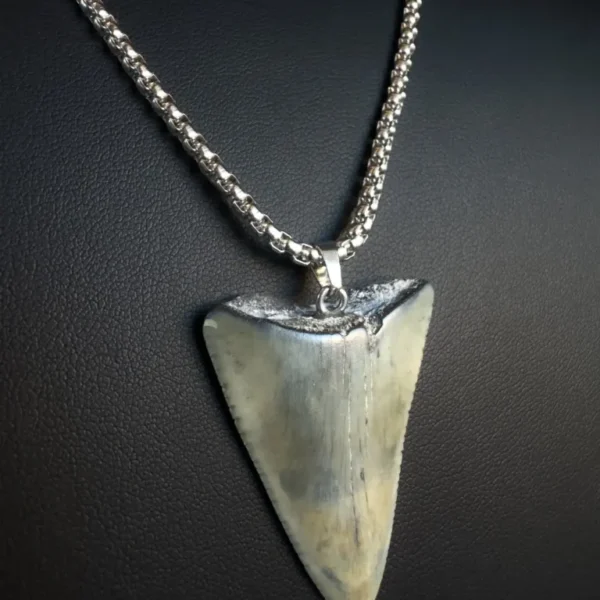 Fossil Great White Shark Tooth Necklace – 1.7″ / 4.3cm