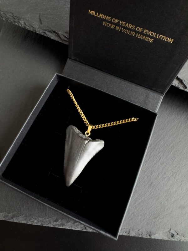 Great White fossil pendant