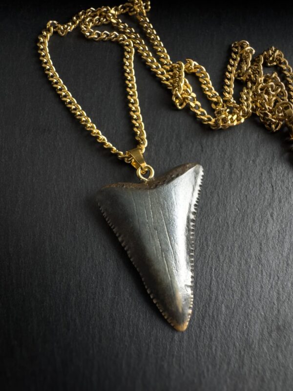 Great White Shark fosilized tooth