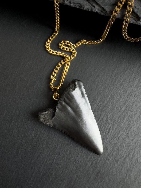 Great White Shark fossil Tooth necklace
