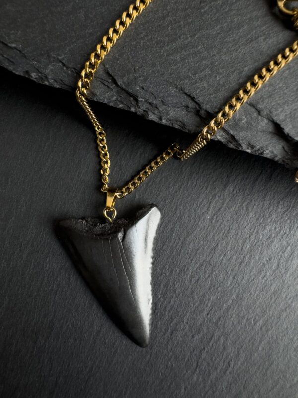 Great White Shark fossil Tooth necklace