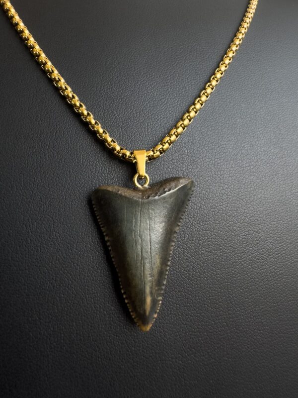 Great White Shark Tooth necklace unisex