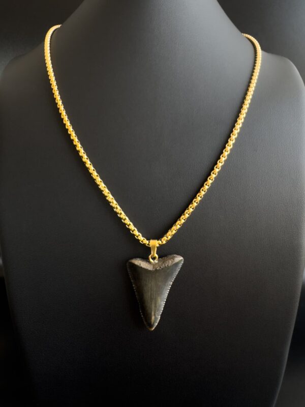 Great White Shark Tooth necklace unisex