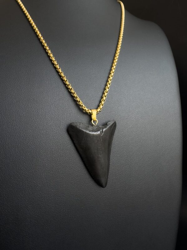 Great White Shark Tooth necklace