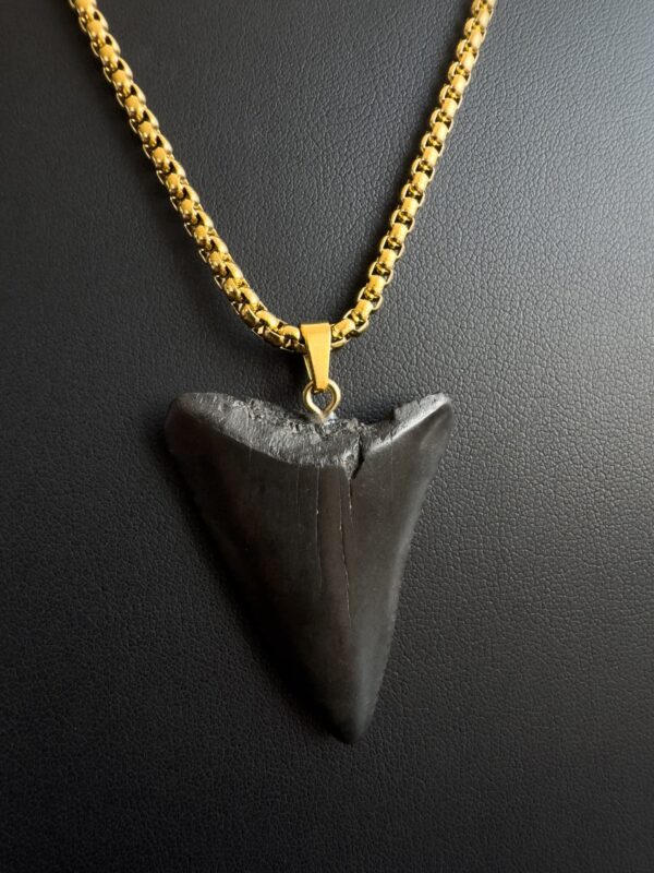 Great White Shark fossil Tooth necklace