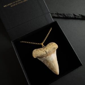 Huge Great White Shark Tooth Necklace 2.17inch/5.5cm - 18k Gold Plating