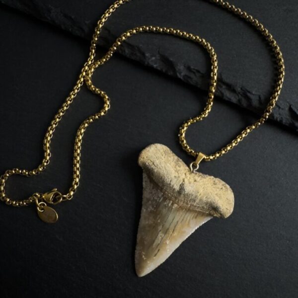 Huge Great White Shark Tooth Necklace 2.17inch/5.5cm - 18k Gold Plating