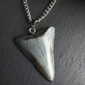 Great White Shark Tooth Necklace - 1.34 inch / 3.4cm long - Gray fossil