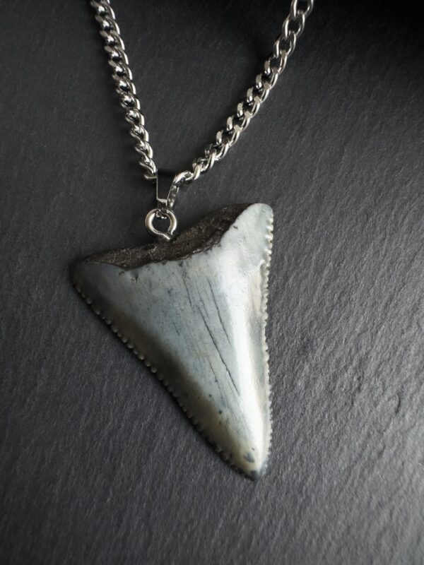 Great White Shark Tooth Necklace - 1.34 inch / 3.4cm long - Gray fossil