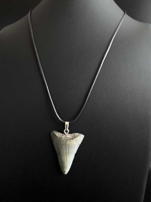 Great White Shark Tooth Necklace - 1.34 inch / 3.4cm long - Gray fossil - Image 4