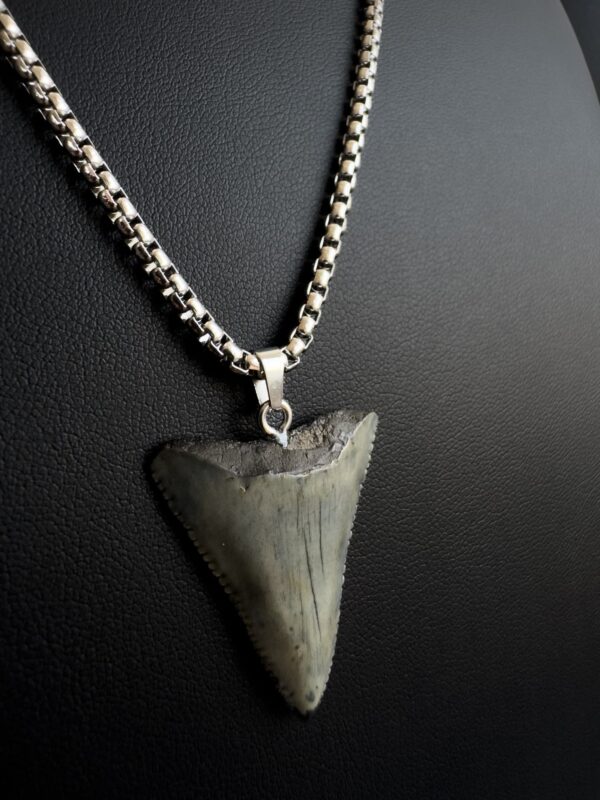 Great White Shark Tooth Necklace - 1.34 inch / 3.4cm long - Gray fossil - Image 6