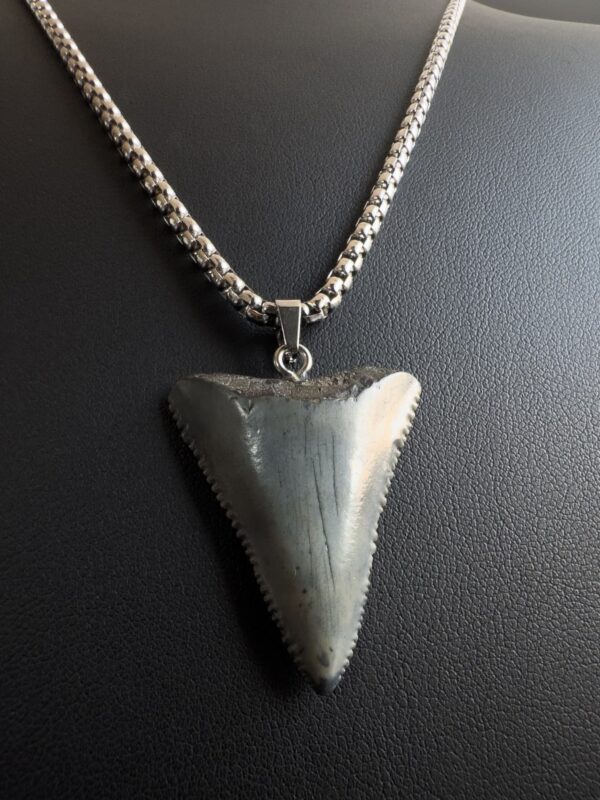 Great White Shark