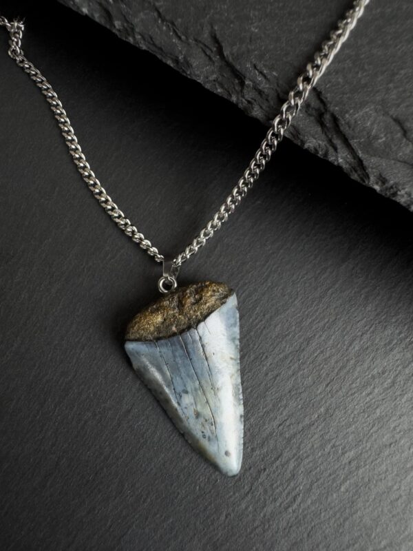 Great White Shark Tooth Necklace - 1.57 inch / 4cm long - Image 2