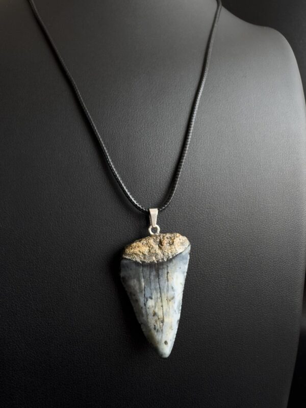 Great White Shark Tooth Necklace - 1.57 inch / 4cm long - Image 4