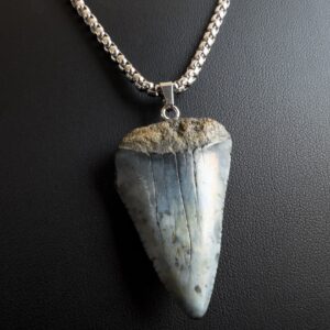 Great White Shark Tooth Necklace - 1.57 inch / 4cm long