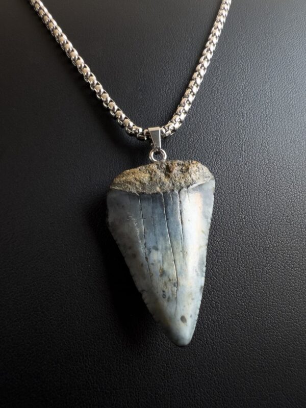 Great White Shark Tooth Necklace - 1.57 inch / 4cm long
