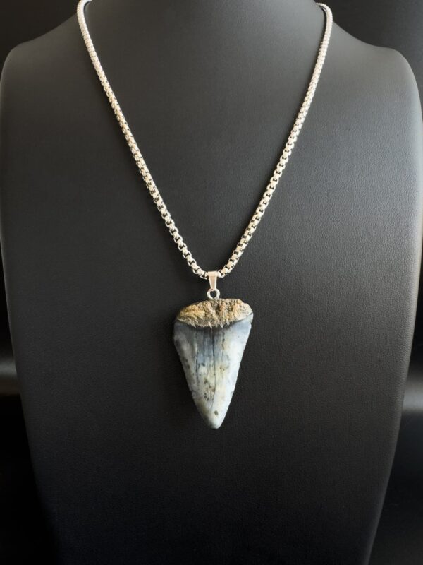 Great White Shark Tooth Necklace - 1.57 inch / 4cm long - Image 5