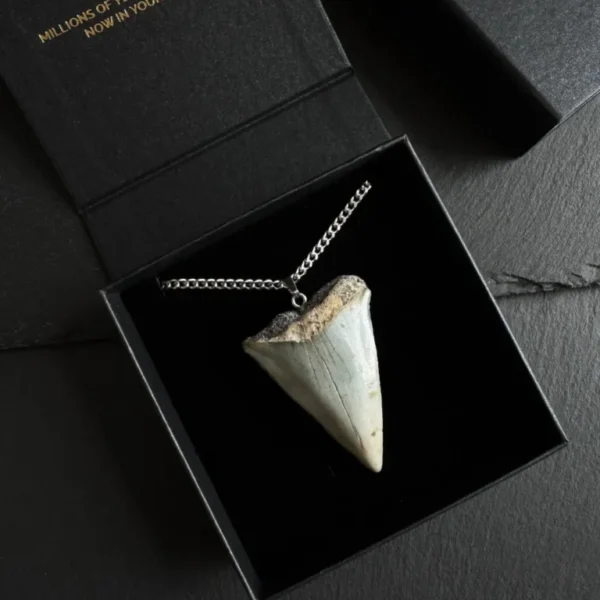 Great White Shark Tooth Necklace - 5cm/1.97"