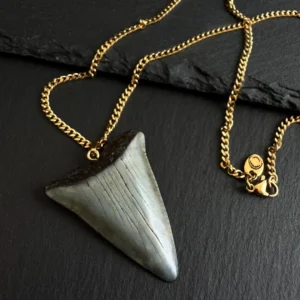 great white shark tooth fossil on a gold chain necklace