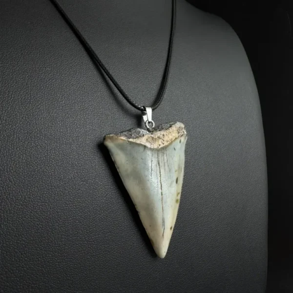 Great White Shark Tooth Necklace - 5cm/1.97"