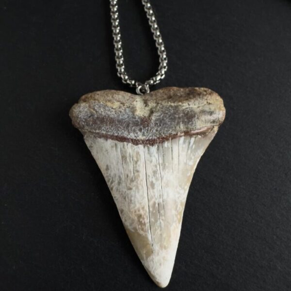 Huge Great White Shark Tooth Necklace - Real Fossilized Tooth 2.56inch / 6.5cm