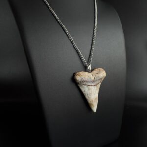 Great White Shark Tooth Necklace – 2.56″ / 6.5 cm