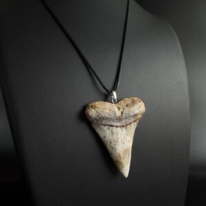 Great-white-shark-tooth-necklace