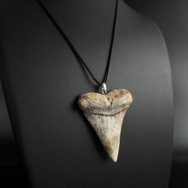 Huge Great White Shark Tooth Necklace - Real Fossilized Tooth 2.56inch / 6.5cm