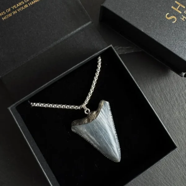 Great White Shark Tooth Necklace – 1.77″ / 4.5cm