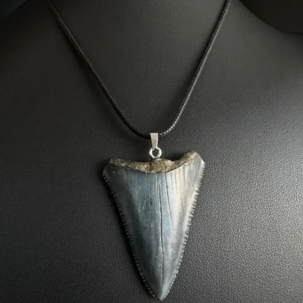 Great White Shark Tooth Necklace – 1.77″ / 4.5cm