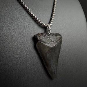 Great White Shark Tooth Necklace