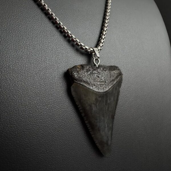 Great White Shark Tooth Necklace