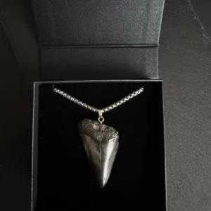 Ancestral Great White Shark Tooth Necklace - 4.7cm / 1.85"