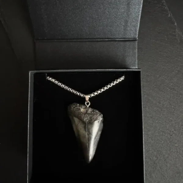 Ancestral Great White Shark Tooth Necklace - 4.7cm / 1.85"