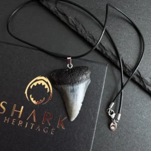 Great White Shark Tooth Necklace - 1.61"/4.1cm BLACK