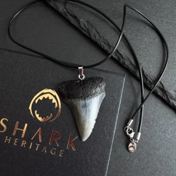Great White Shark Tooth Necklace - 1.61"/4.1cm BLACK