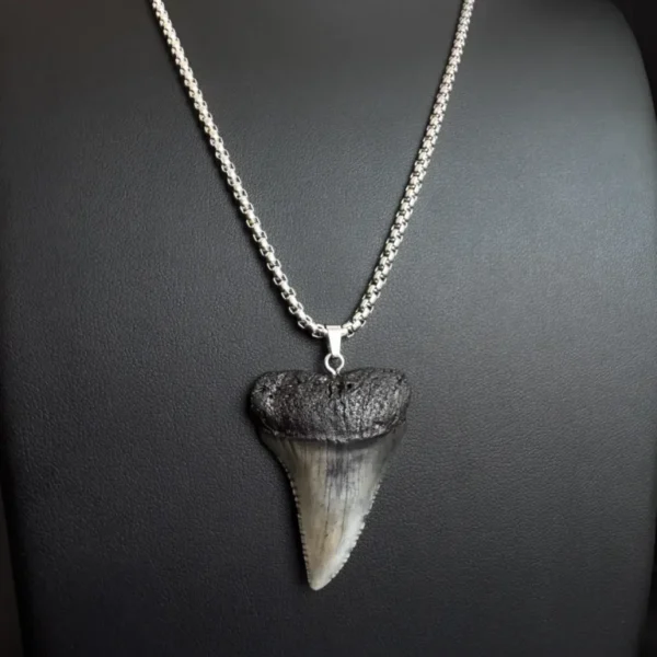 Great White Shark Tooth Necklace - 1.61"/4.1cm BLACK