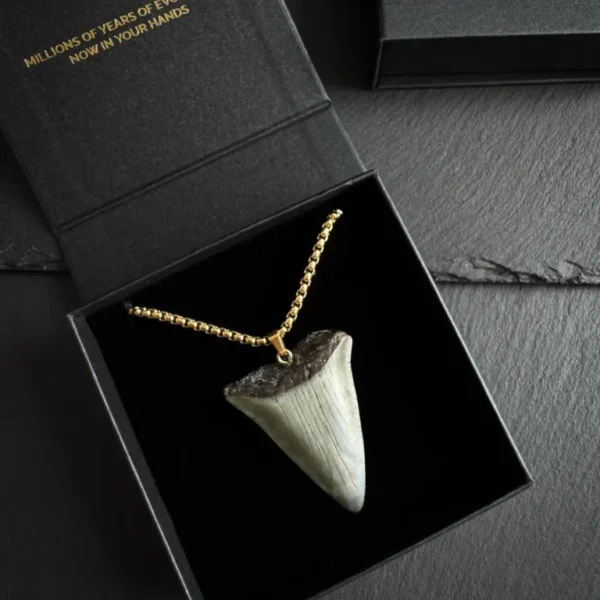 Ancestral Great White Shark Tooth Necklace 1.77inch/4.5cm - 18k Gold Plating