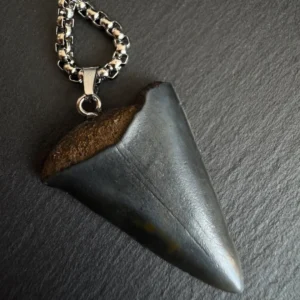 Black great white shark tooth fossil necklace close up