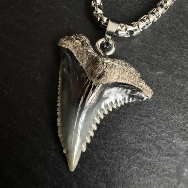 Fossil Snaggletooth Shark Tooth Necklace