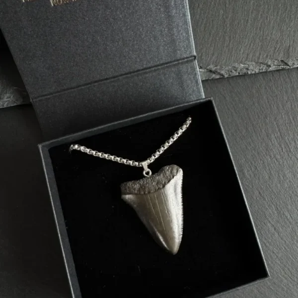 Fossil Great White Shark Tooth Necklace – 1.61″ / 4.1 cm