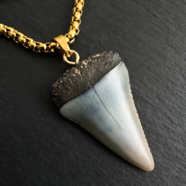 Fossil Great White Shark Tooth Necklace – 2.9cm / 1.14″