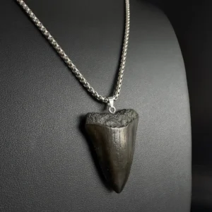 great white shark tooth necklace with jet black coloring