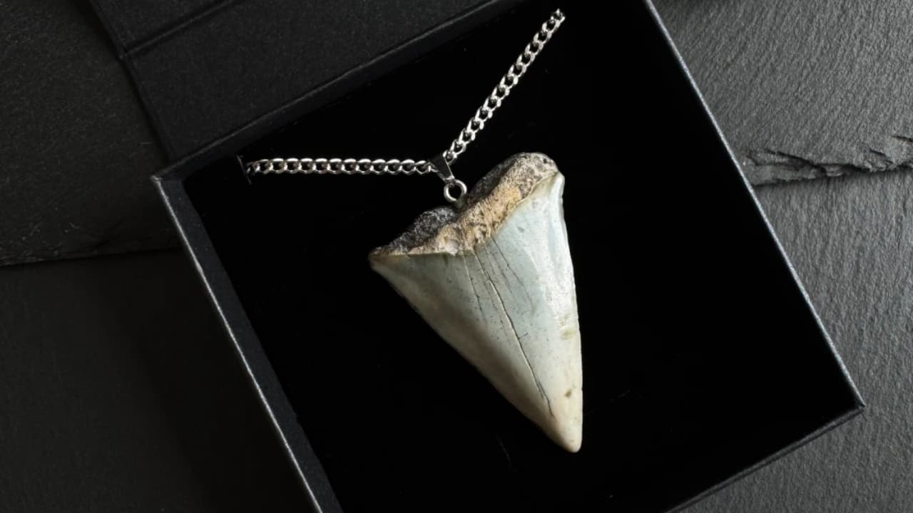 Why choose shark tooth jewelry