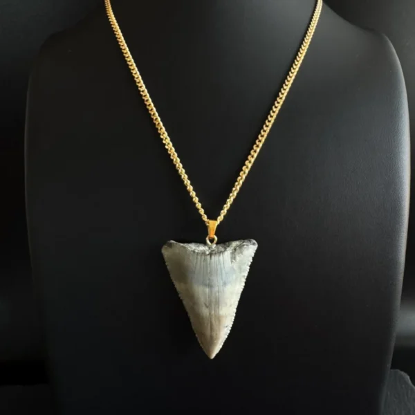 Fossil Great White Shark Tooth Necklace – 4.3 cm / 1.7"