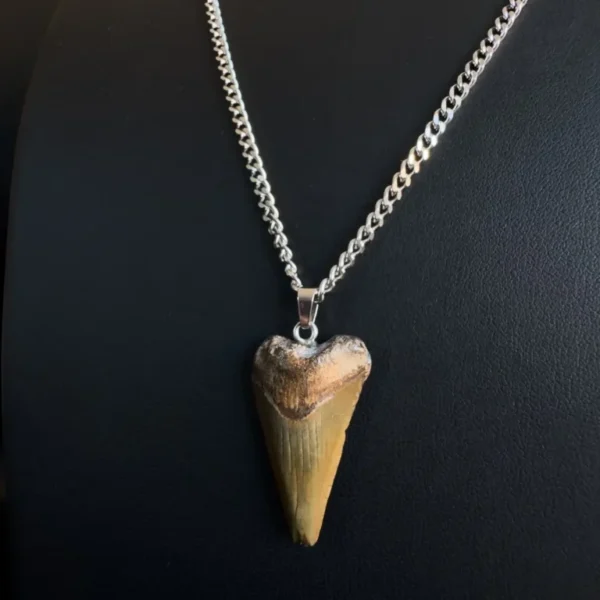Fossil Great White Shark Tooth Necklace – 3.2cm / 1.26"